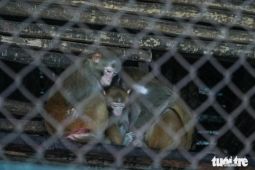 Xót xa cảnh khỉ, voọc... ở Vườn thú Hà Nội co ro ôm nhau trong giá rét